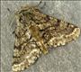 1927 (70.248) Brindled Beauty